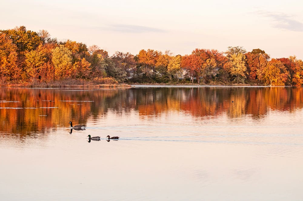 Geese and ducks on a lake during foliage in NH